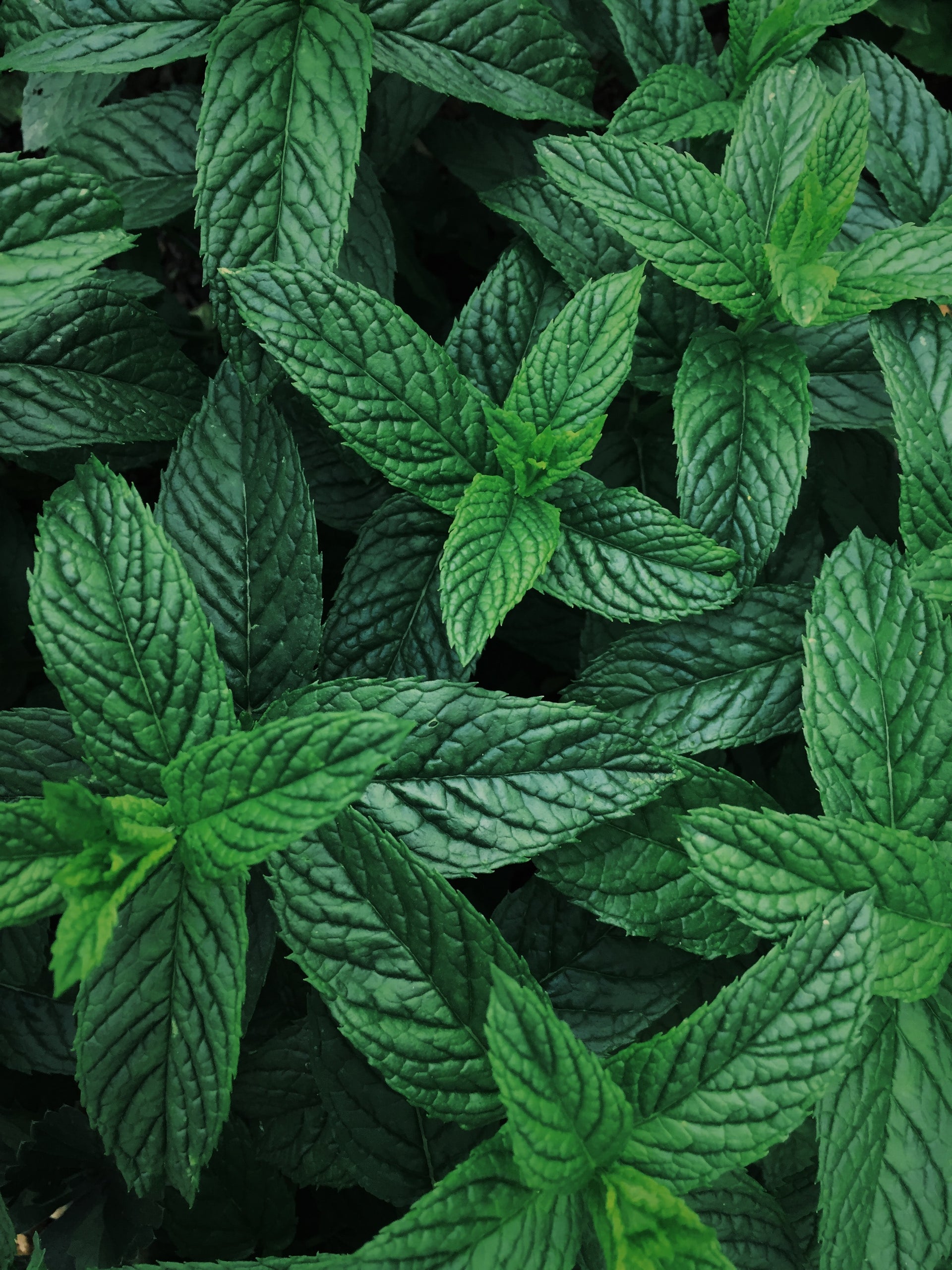 PEPPERMINT SHAMPOO